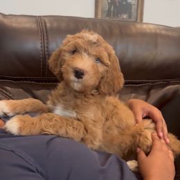 Dunn - Red male Bernedoodle puppy in Hillsboro, Oregon from Myt fine doodles