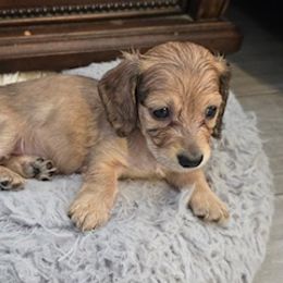 Male 3 - Cream male Dachshund puppy in Brandon, Mississippi from Cane Creek Doxies