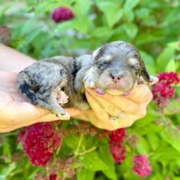 Salute - Merle male Bernedoodle puppy in Midland, Michigan from Northern Charm Farm