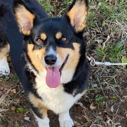 Pembroke Welsh Corgis from Maki Corgis