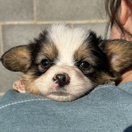 American Corgi and Pembroke Welsh Corgi Puppies from Desert Darlin’ Corgis