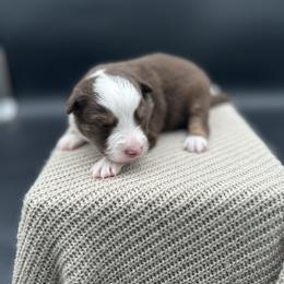 Siren - Red tri female Miniature Australian Shepherd puppy in Queen Creek, Arizona from Arizona Aussies