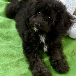 Java - Phantom female Poodle puppy in Vacaville, California from Starlight Goldendoodles