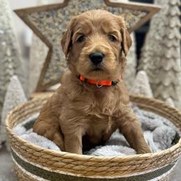 Woodstock (Orange Collar) - Red  male Goldendoodle puppy in Bay City, Texas from Charming Doods