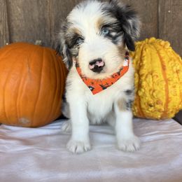 Alabama - Blue merle female Aussiedoodle puppy in Eastland, Texas from H5 Mini Doodles
