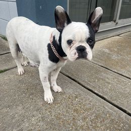 Tomato - French Bulldog