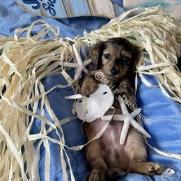 Dachshund Puppies from M.H.P Dachshunds