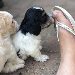 Havanese Puppies from Lúdico Havanese