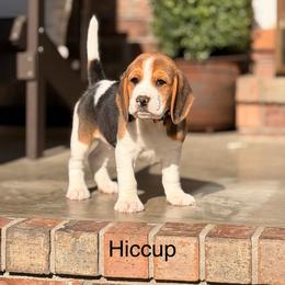 Hiccup - Black tan and white female Beagle puppy in Mansfield, Missouri from Rippee Creek Kennel