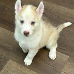 Sabrina - Red and white female Siberian Husky puppy in Summerville, South Carolina from Carolina Husky Lodge