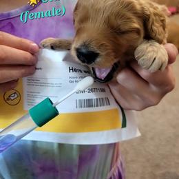 Goldendoodle Puppies from 3 Willows Goldendoodles