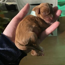 Cavalier King Charles Spaniel Puppies from Colorful Cavaliers