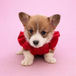 Taylor - Red female Pembroke Welsh Corgi puppy in Ramona, Oklahoma from Eden Farms Corgis