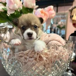Margo - Sable female Pembroke Welsh Corgi puppy in Delray Beach, Florida from Holly's Pembroke Welsh Corgis