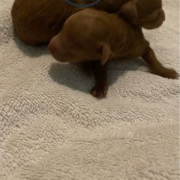 Poodle Puppies from 3C Poodles