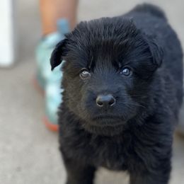 Girl 2 - Black German Shepherd puppy in Little Rock, Arkansas from Vom Gonza German Shepherds