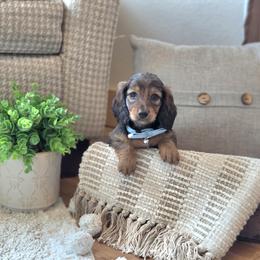 AKC Meet Jack :) - Sable male Dachshund puppy in Centerville, Iowa from Barnyard Dachshunds, Dals & Doodles