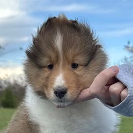 Henry - Sable and white male Shetland Sheepdog puppy in Indianola, Iowa from Kell Shelties