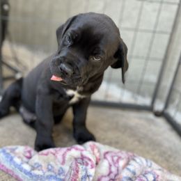 Cane Corso and Lowchen Puppies from High Royal Kennel
