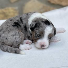 Aussiedoodle Puppies from H5 Mini Doodles