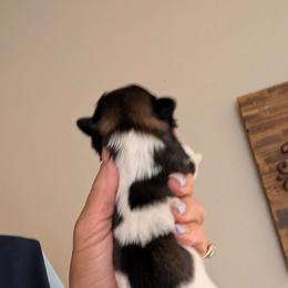 Chocolate - Tricolor female Shih Tzu puppy in Choctaw, Oklahoma from Karen Elliott
