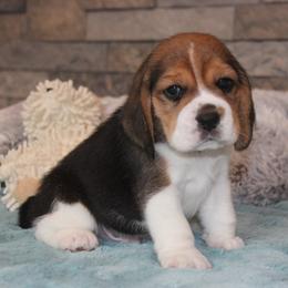 Dallas - Black tan and white male Beagle puppy in Morrill, Kansas from Kelle Beagles