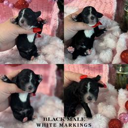 Boy 3 - Black and white male Cockapoo puppy in Lafayette, Louisiana from Kinkade Kennels