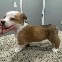 Snap - Red female Pembroke Welsh Corgi puppy in Rosharon, Texas from Hallin’ Corgis