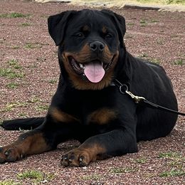 Rottweiler puppies from Black Diamond Excellence rottweiler kennel