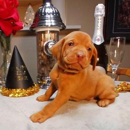 Red - Golden rust male Vizsla puppy in Maineville, Ohio from Izabella Vizslas