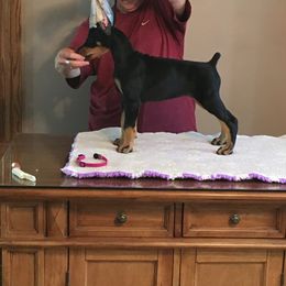 Doberman Pinscher Puppies from Masterpiece Dobermans