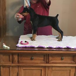 Doberman Pinscher Puppies from Masterpiece Dobermans