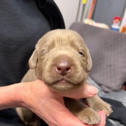 Red collar - Silver male Dilute Retriever puppy in Valley Center, California from Stunning Silver Bullets Labradors