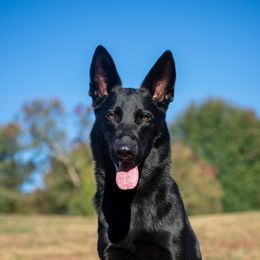German Shepherds from German Shepherds Vom Der Goldstadt