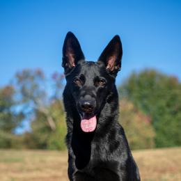 German Shepherds from German Shepherds Vom Der Goldstadt