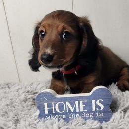 Dachshund Puppies from Mighty Paws Manor