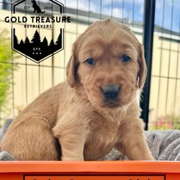 Girl 1 - Golden female Golden Retriever puppy in Star, Idaho from Gold Treasure Retrievers