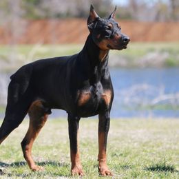 Hondo - Doberman Pinscher
