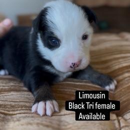 Limousin - Black tri female Miniature Australian Shepherd puppy in Cave Creek, Arizona from Arizona Aussies