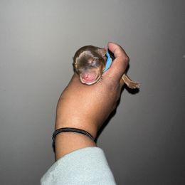 Yorkshire Terrier Puppies from A yorkie palace