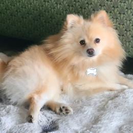 Archie - Pomeranian