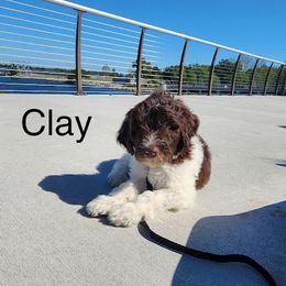 Clay - Labradoodle