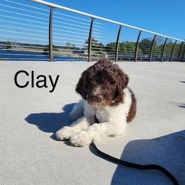 Clay - Labradoodle