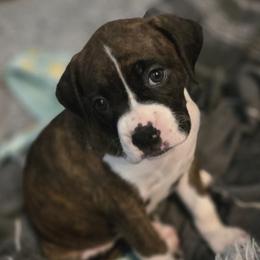 Lil - Brindle female Boxer puppy in Fleming Island, Florida from Fleming Pups
