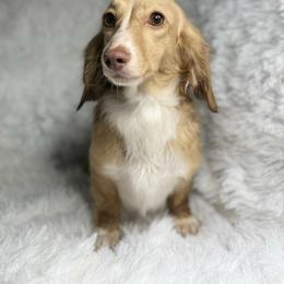 Zara - Cream female Dachshund puppy in Goodyear, Arizona from D&C Royal Dachshunds LLC
