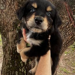 Boy 3 - Black tri-color male Australian Shepherd puppy in Lakeland, Florida from Infinite Aussies