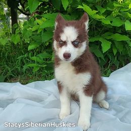 Oksana - Red and white Siberian Husky puppy in Georgia from Stacy's Siberian Huskies