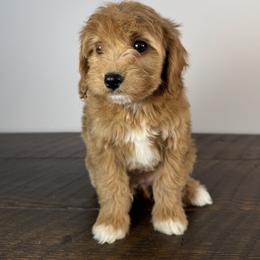 Cavalier King Charles Spaniel, Cavapoochon, and Goldendoodle Puppies from Timshell Farm: Specialty Crossbreed Puppies