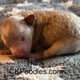 Hank - Cream male Poodle puppy in Lance Creek, Wyoming from CK Poodles LLC