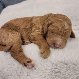 Reese (Purple Collar) - Apricot female Goldendoodle puppy in Lincoln, California from Lincoln Goldendoodles